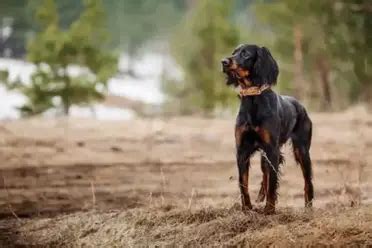 Gordon Setter Lab Mix