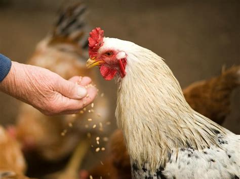 New research reveals new evidence about when, where, and how chickens ...