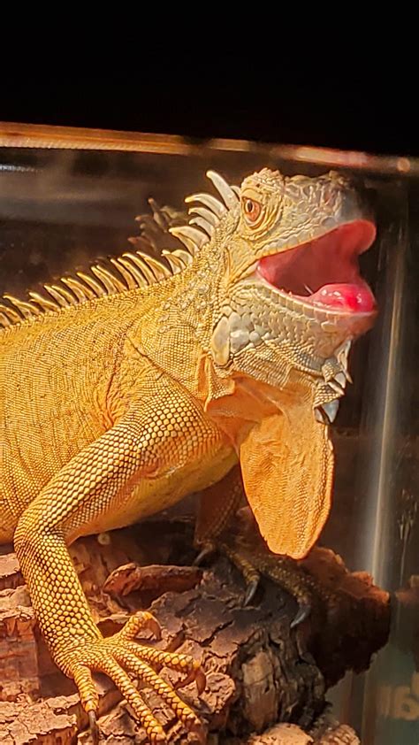 is it normal iguana not eating fast 3