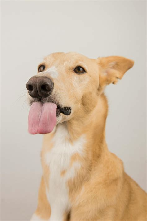 Dog Showing Tongue · Free Stock Photo