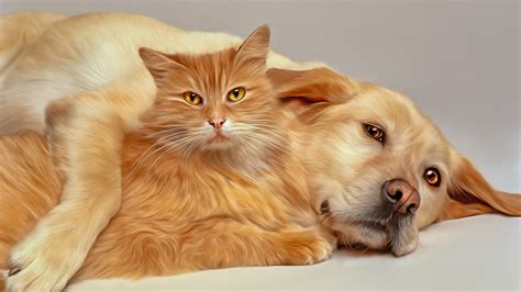 Photos dog Cats 2 Animals 1920x1080
