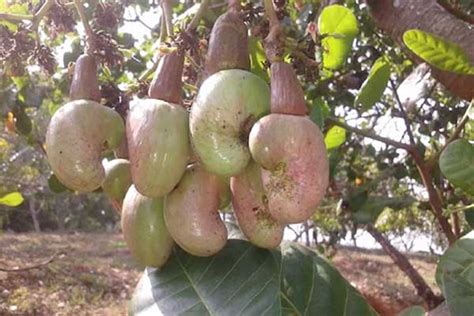 ICAR Develops a New Jumbo Nut Hybrid Cashew Breed to Boost Farmers' Income