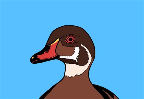 Wood duck line art – creolened.com