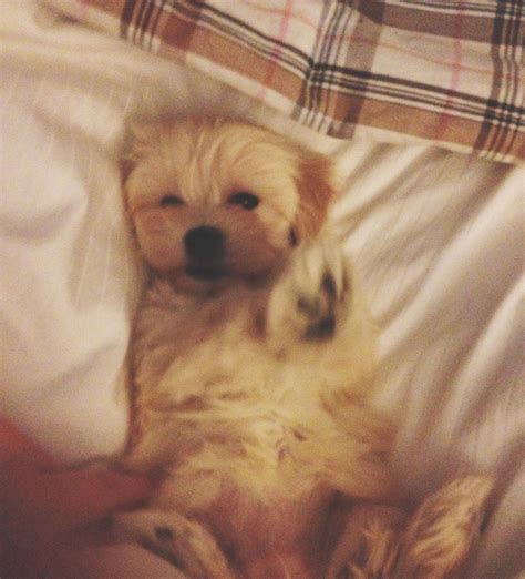 Stars in Jars: puppy breath