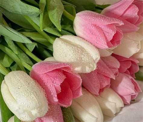 Pink And White Tulips Color Scheme » Cream » SchemeColor.com