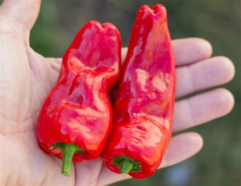ПАДРОН — BTomate