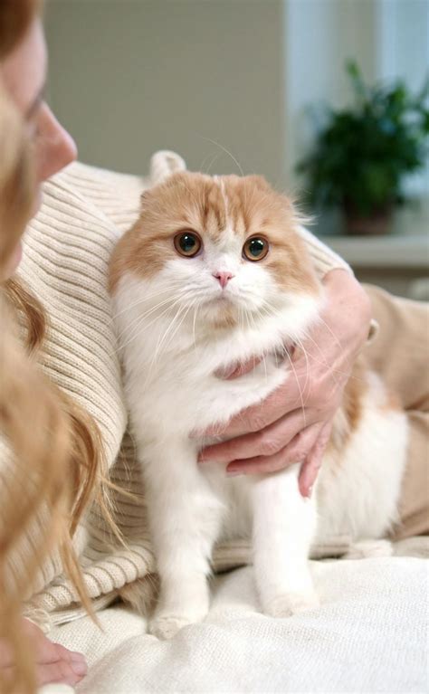 90,000+ Best Cute Wallpaper & Images · 100% Free Download · Pexels ...