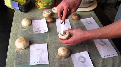 How to Grow Mushrooms from Spores? – The Housing Forum