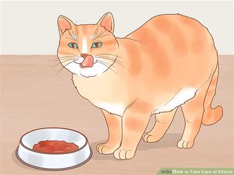 how to take care of baby kittens