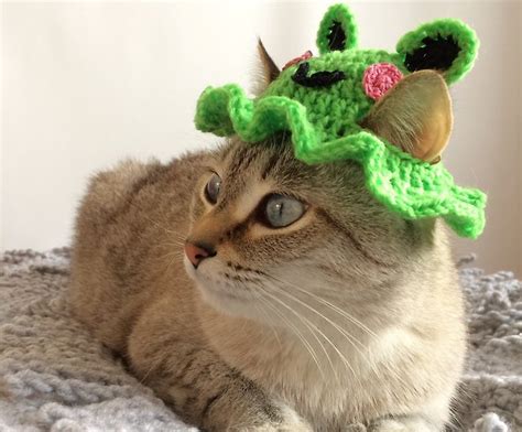 Kittens With Frog Hats