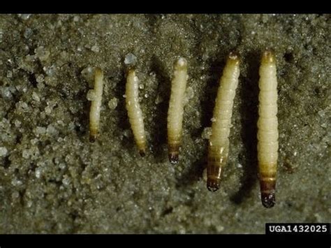Larvas No Feijão Cru O Que Fazer - Larva do feijão - YouTube