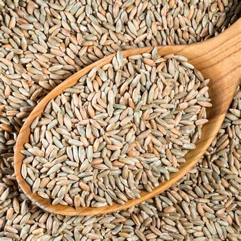 Nutrient-Rich Rye Grain | Organic Flour Mills