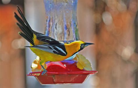 Hooded Oriole | Canon Forums