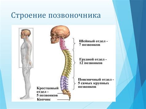 Сколиоз. Причины возникновения сколиоза. Виды сколиоза - презентация онлайн