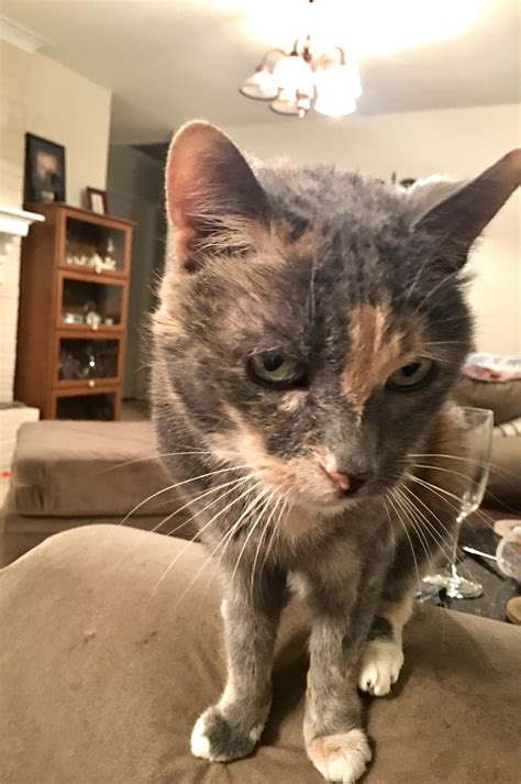 ah pumpkin lumpkin lump chaser  lights  shadows eater