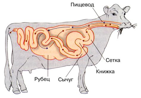 Тело коровы: строение коровы, описание внутренних органов и систем