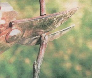 как обрезать яблоню весной | Insects, Animals