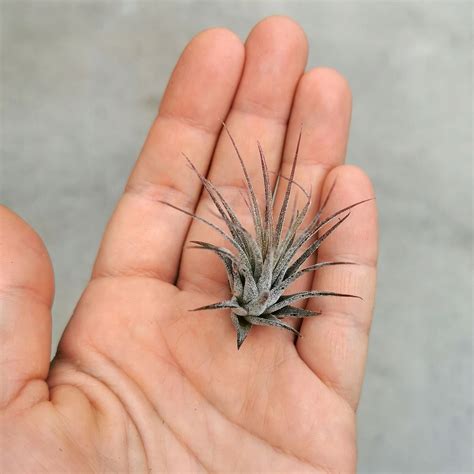 NOWOŚĆ Tillandsia ionantha var. ionantha Terrabotanicapl