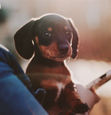 Can A Dog Recover From A Herniated Disc