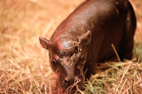 Home of Haggis the hippo | Edinburgh Zoo