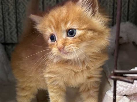 Long Hair Ginger Kitten in Newcastle ST5 on Freeads Classifieds - Mixed ...