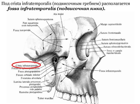 zanyatie_litsevoy_otdel - презентация онлайн