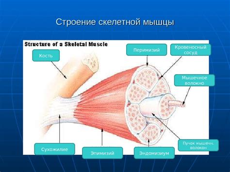 Презентация Анатомия физиология человека
