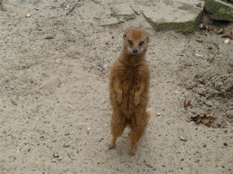Yellow Mongoose standing up by Captain-Art-hero on DeviantArt