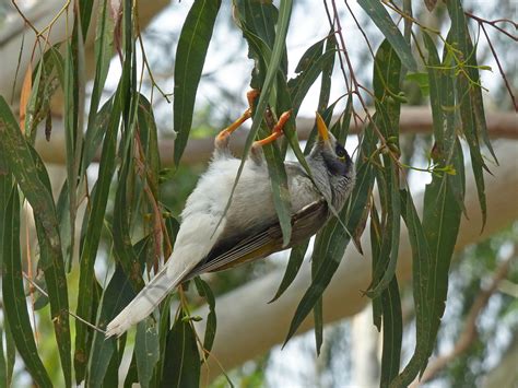 BirdLife Melbourne - Noisy Miner