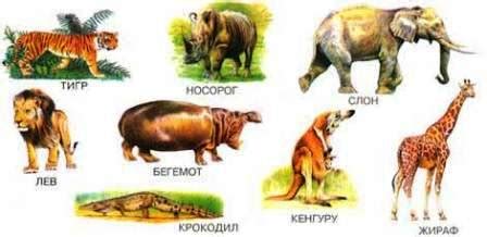 Учим обобщению. Дикие животные жарких стран - Знакомство с окружающим ...