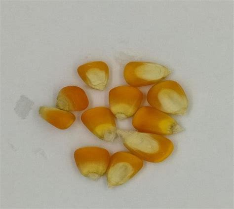 color   corn kernels  scientific diagram