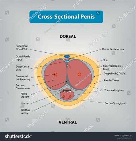 1,643 Pene Anatomie Stock Vectors and Vector Art | Shutterstock