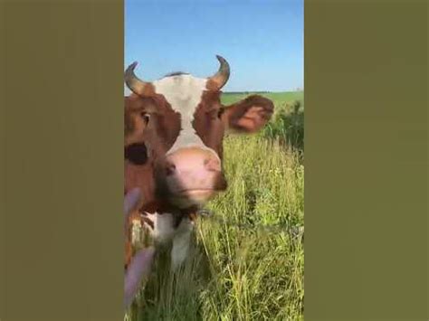 Телятко 🐮 - YouTube