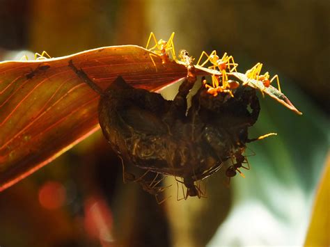 A group of weaver ants doing a team work for biting a cicadas insects