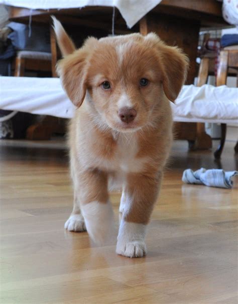 Nova Scotia Duck Tolling Retriever Kaufen