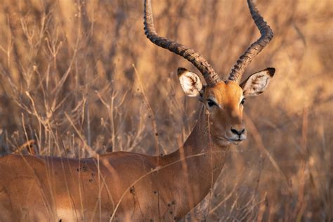 Impala | Animal Kingdom