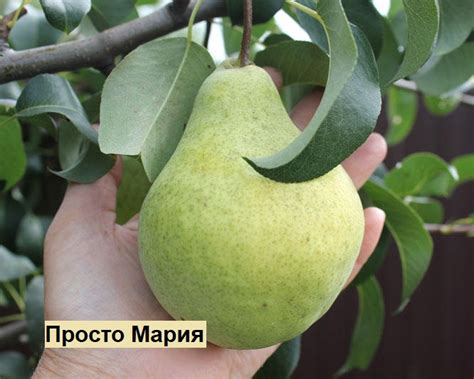 Груша Просто Мария Фото – Telegraph