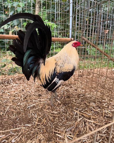 Game Fowl for sale