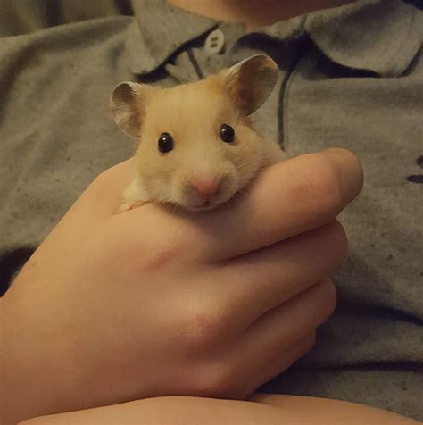 Peanut the hamster xxx