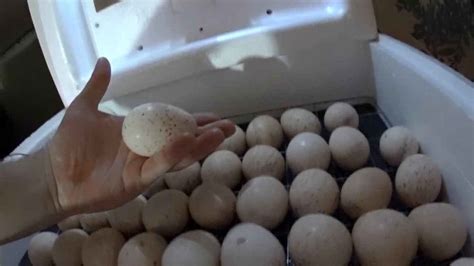 Инкубация яиц индюков: правила закладки яиц в инкубатор