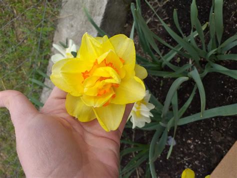 Нарцисс Махровый Микс (Махровый Микс)🌷 - купить луковицы и клубни в ...
