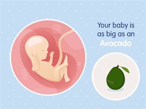 16-weeks pregnant: baby development and diet