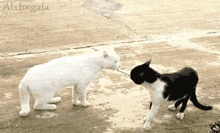 cat fight bagarre gif | WiffleGif
