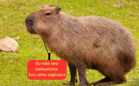 Capivara Comunista - Capivara comunista | DIARINHO