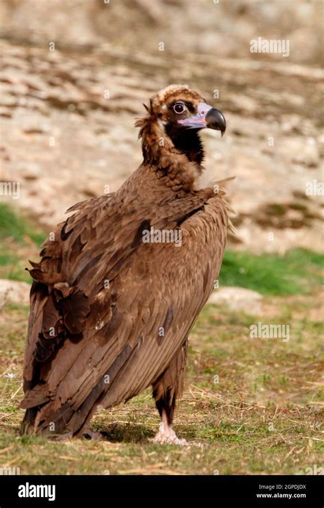 The majestic wild black vulture in its habitat Stock Photo - Alamy