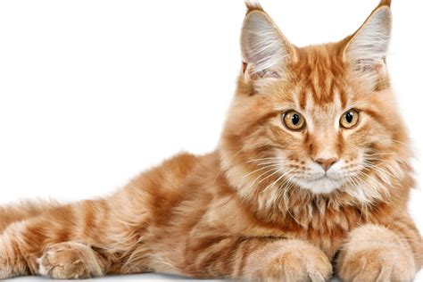 Les races de chat qui vivent le plus longtemps