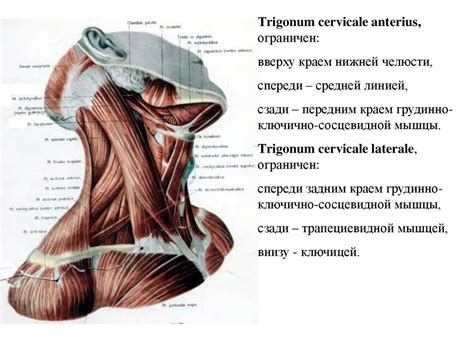 Мышцы шеи и верхней конечности, их фасции и топография - презентация онлайн