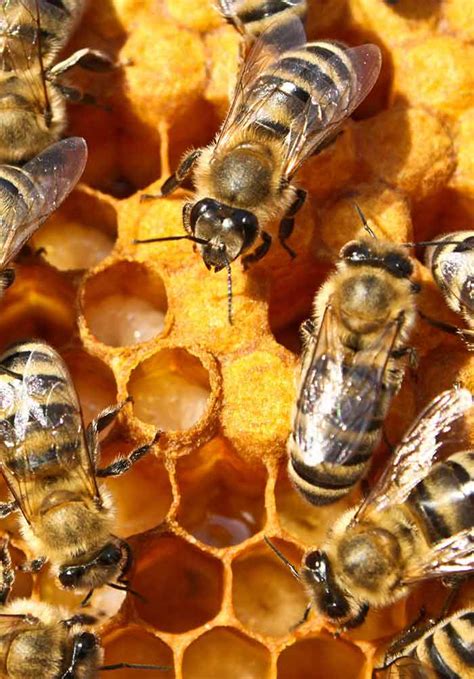 Propolis in Dentistry | IntechOpen