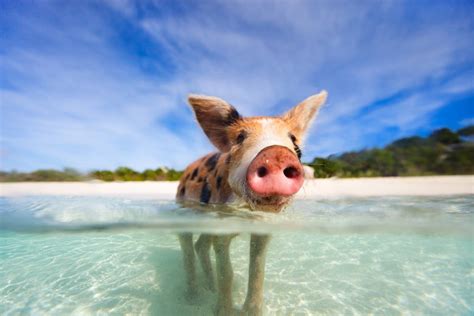 Animal islands your children will want to see – Family Holidays Company ...