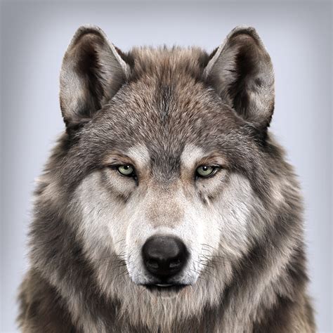 ArtStation - Wolf’s portrait